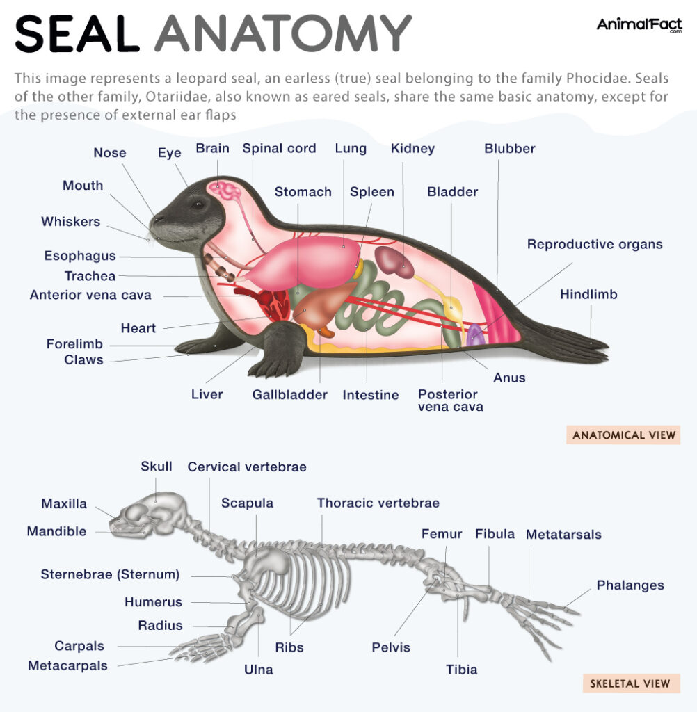 Seal Anatomy