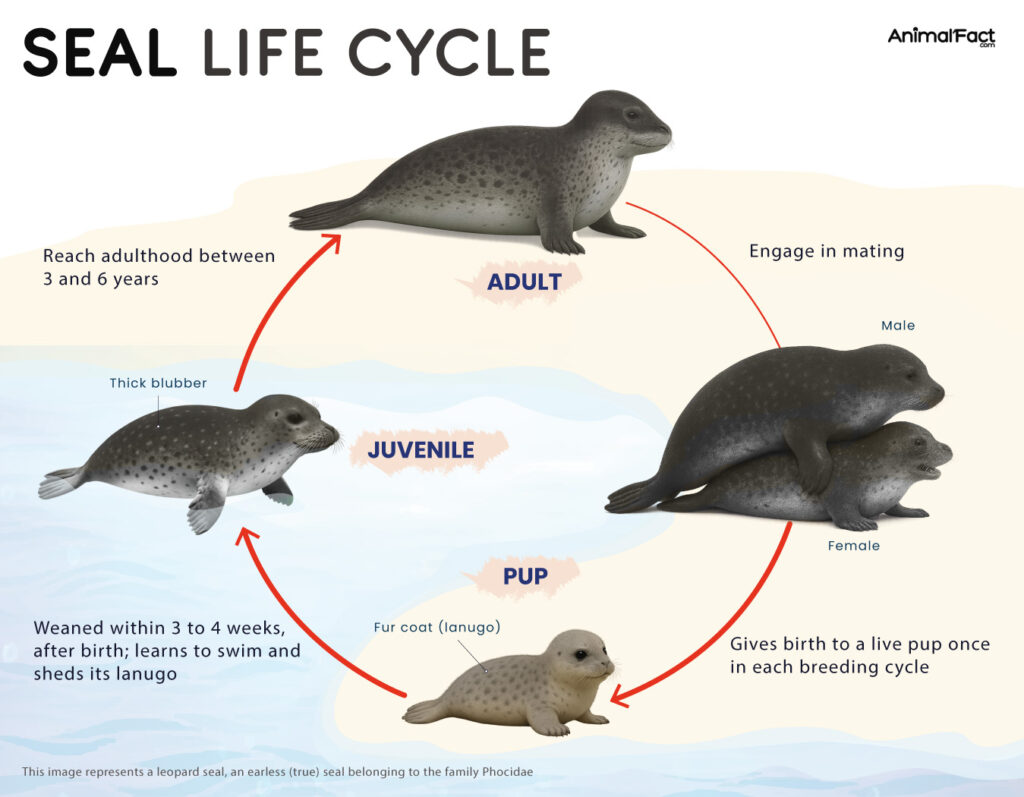 Seal Life Cycle