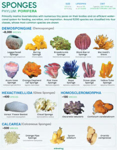 Sponge (Porifera, Sea Sponge) Types