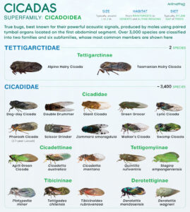 Cicada (Cicadoidea) Types