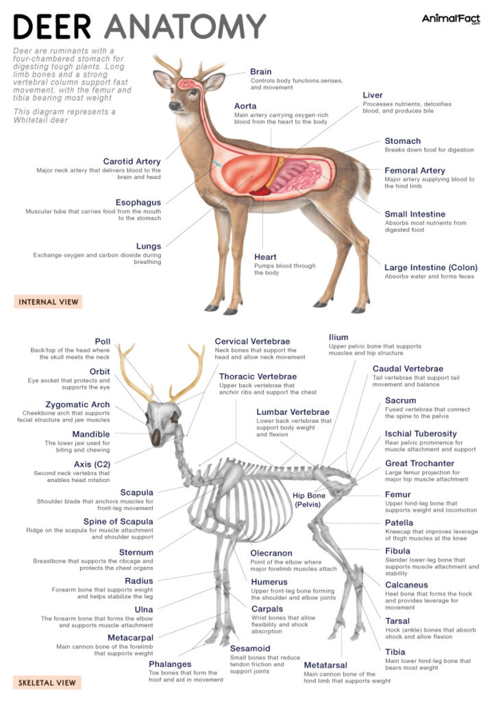 Deer Anatomy