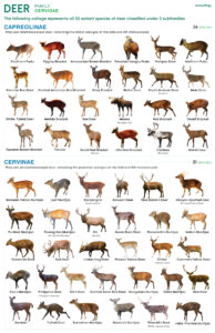 Deer (Cervidae) Types
