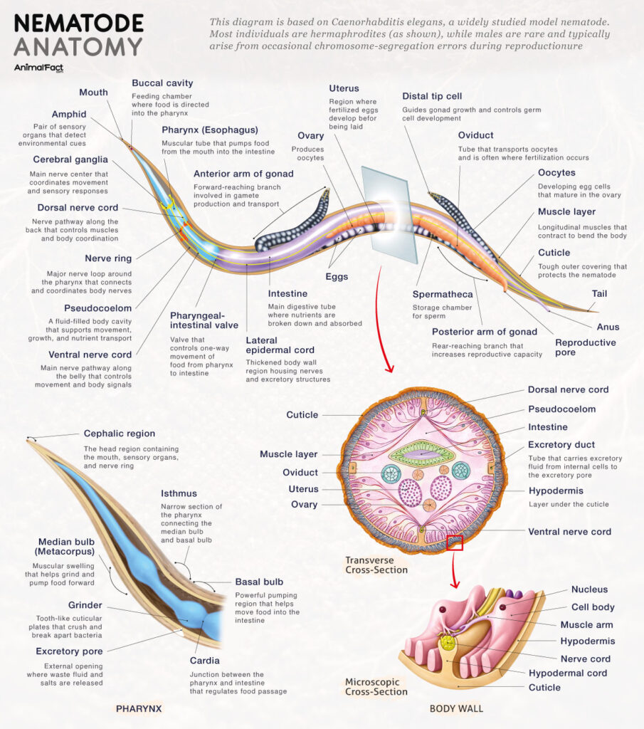 Nematode Anatomy