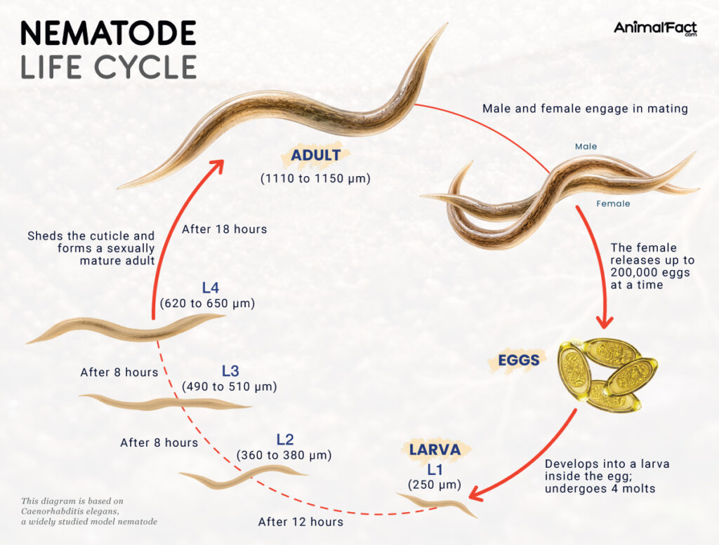 Nematode Life Cycle