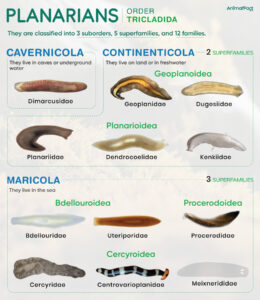 Planarian Types