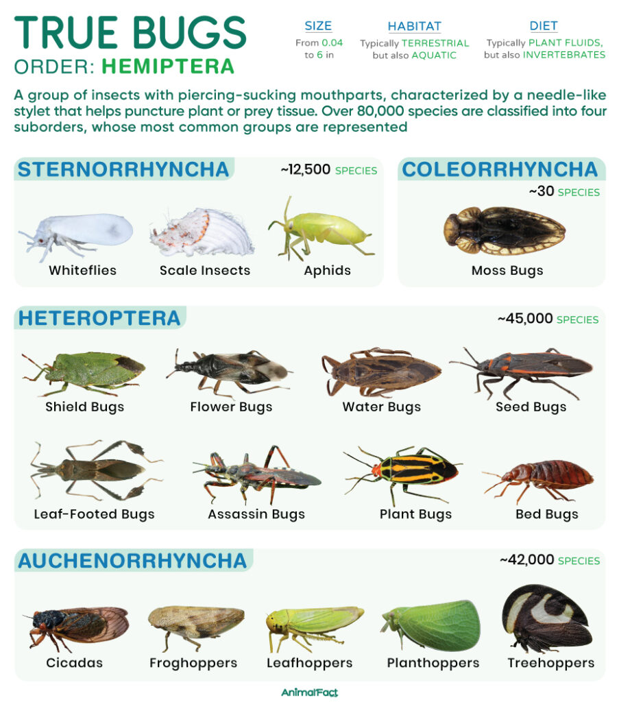 True Bugs (Hemiptera)