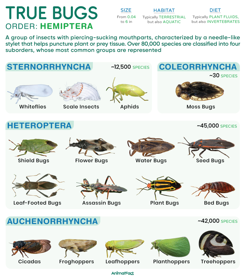 True Bugs (Hemiptera)