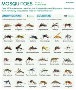 Mosquito Types