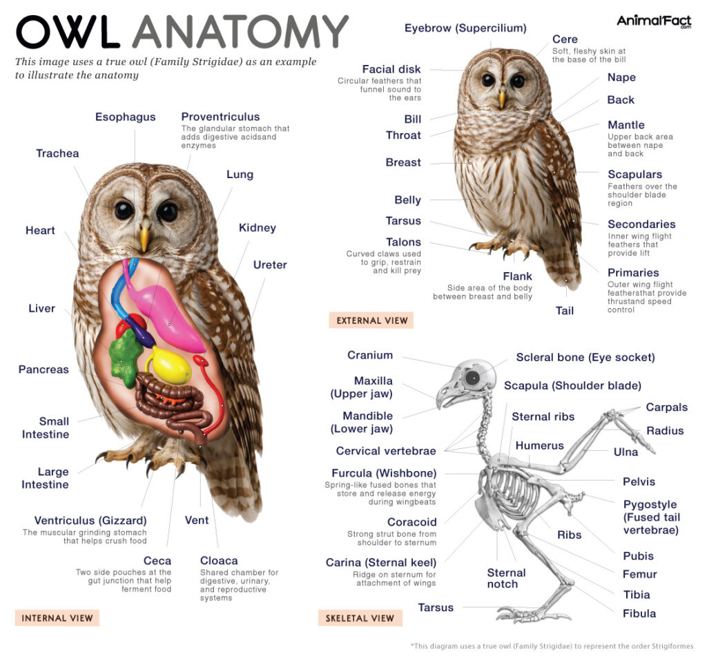 Owl Anatomy