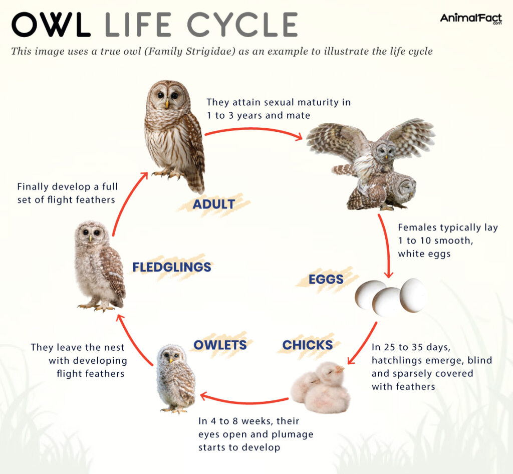 Owl Life Cycle