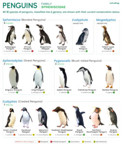 Penguin Types